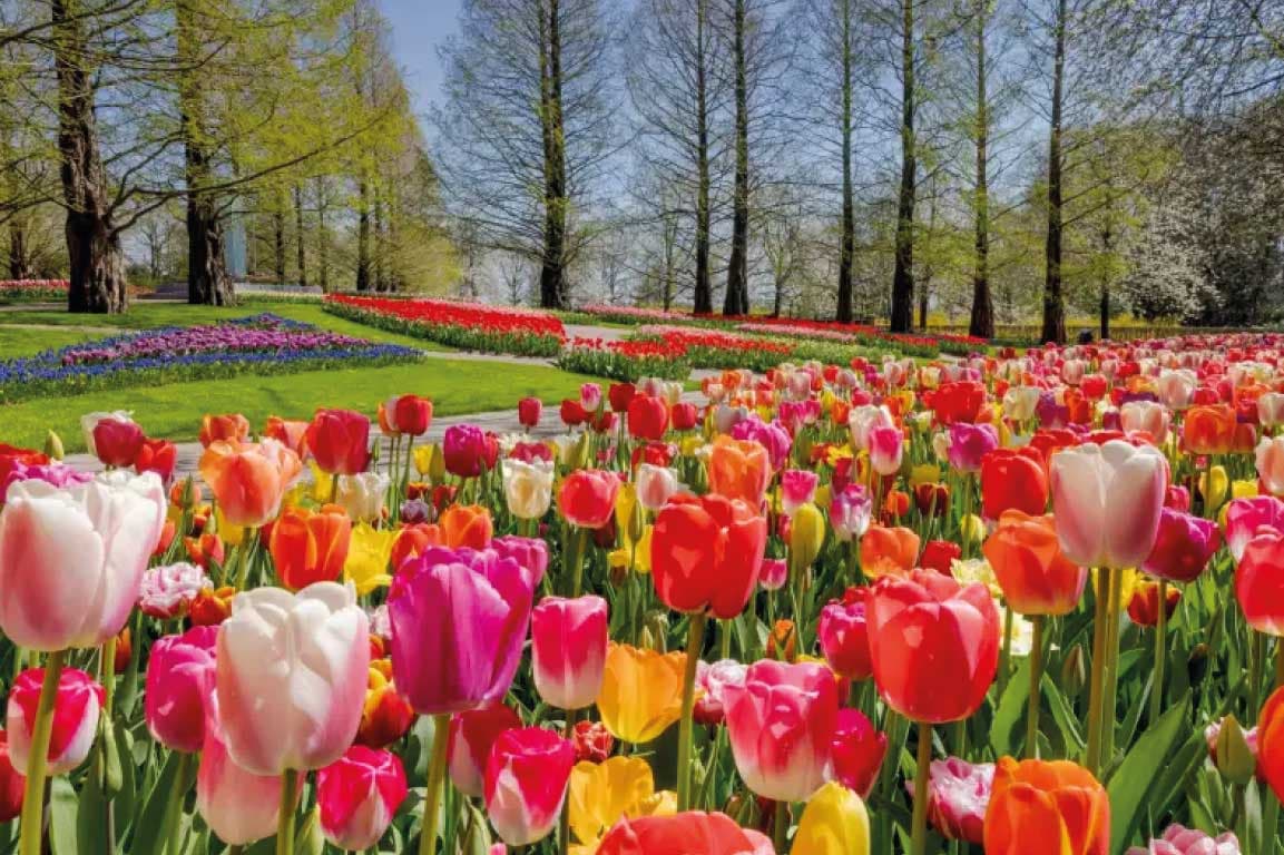 Tulip Garden Tour From London By Eurostar