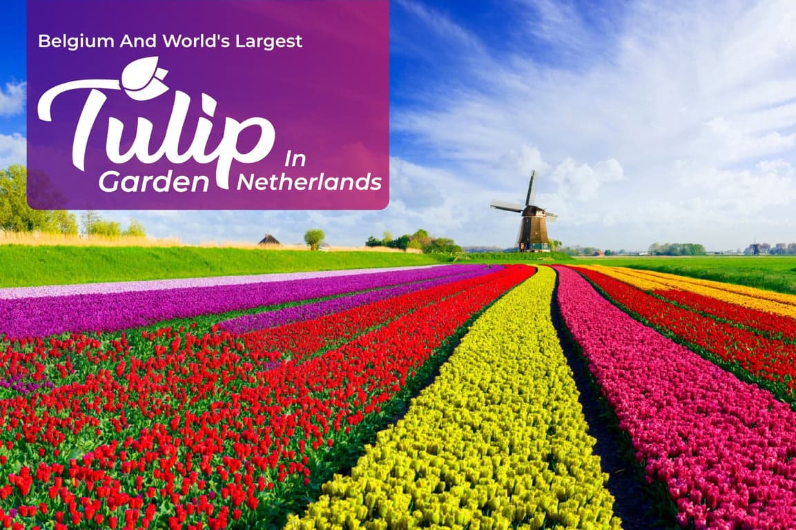 Tulip Garden Tour From London By Eurostar