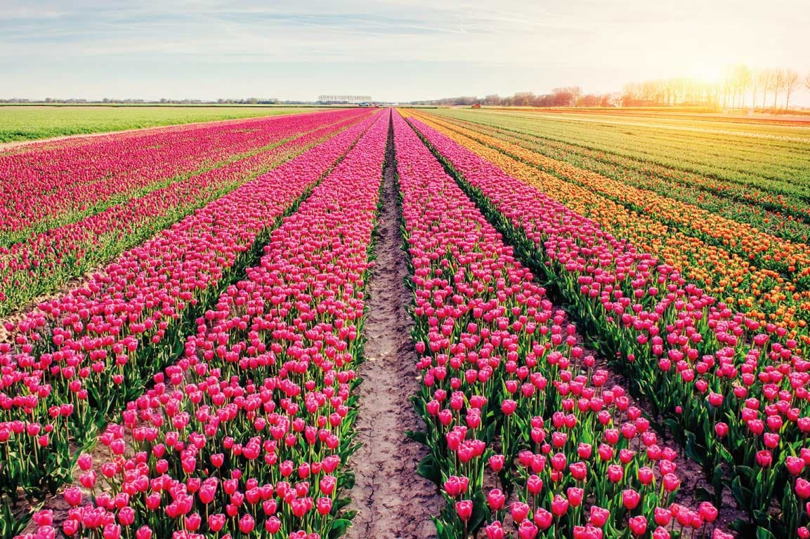 Tulip Garden Tour From London By Eurostar